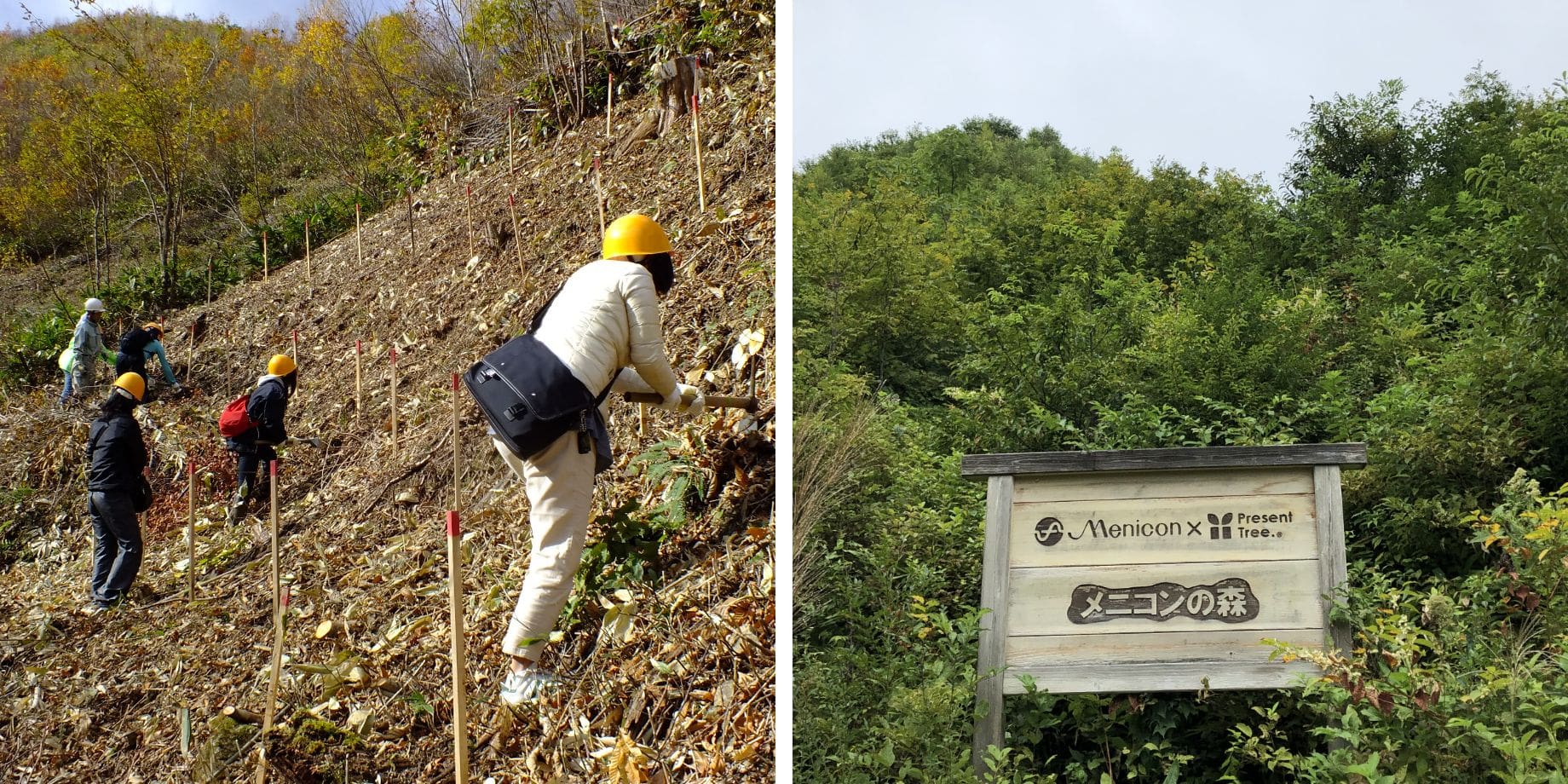 Menicon Forest: A former logging area with bare mountainsides that has been transformed over the past ten years into a forested landscape. Many Menicon employees have participated in the tree-planting activities.